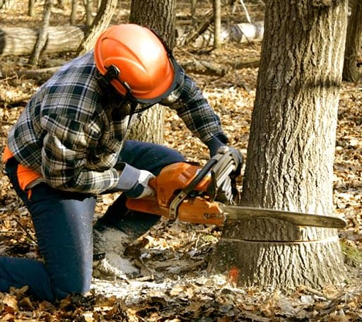 Tree Removal in Eros, LA